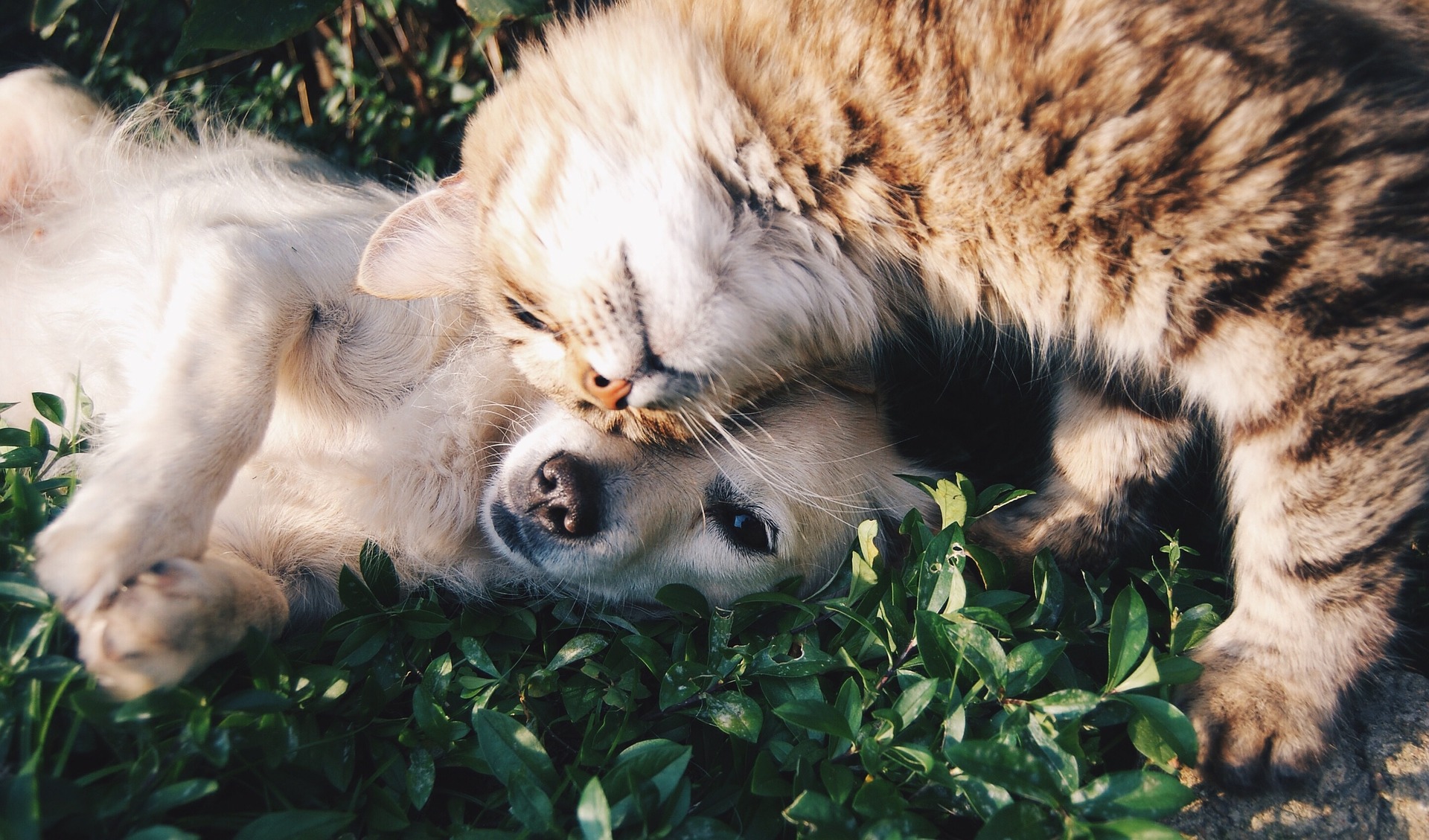 Mascotas - perro y gato