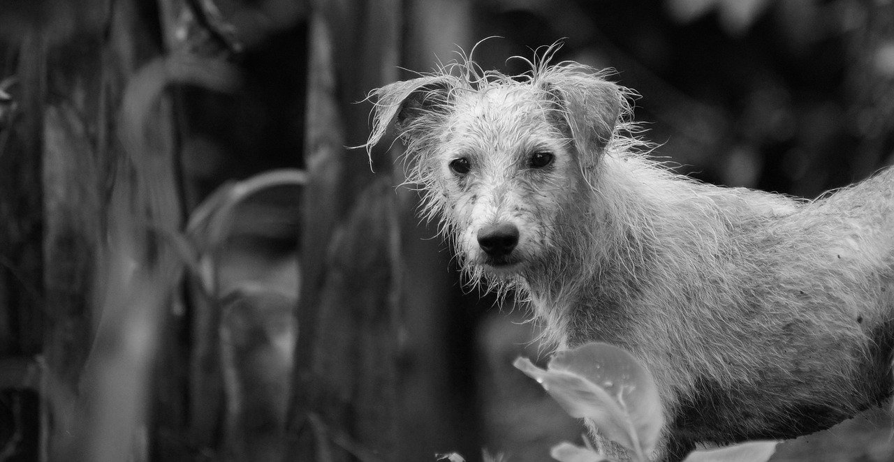 Perro callejero - abandono - mascota