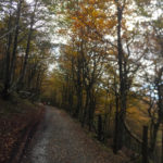Image-4