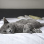 cat-1818927_1280