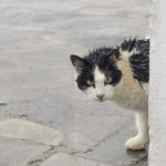 cat-2920718_1280