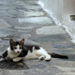 cat-2928166_1280