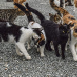cats-2009175_1280