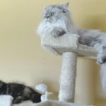 persian-cats-1720336_1280