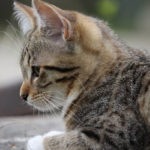 kitten-906770_1280
