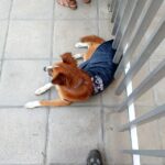 perro-en-la-fila