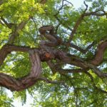 tree-nature-forest-branch-silhouette-light-861299-pxhere.com_