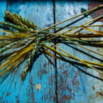 ears-of-wheat-spikes-retro-old-vintage-style-1619732-pxhere.com_
